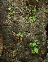 Microchirita caerulea, flowering population on vertical limestone outcrop, Pacitan, Java