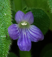 Microchirita caerulea, flower, Pacitan, Java