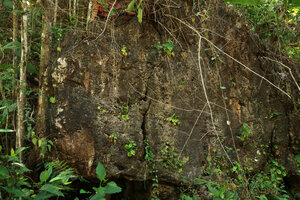 Microchirita caerulea, population on vertical shaded limestone outcrop, Pacitan, Java