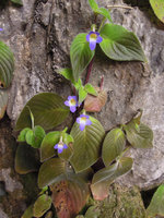 Microchirita caliginosa flowering on vertical limestone rock, Krabi, Thailand