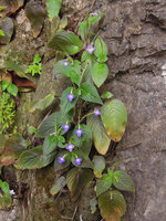 Microchirita caliginosa in full bloom on vertical limestone rock, Krabi, Thailand