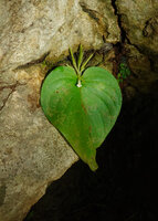 Microchirita hamosa on vertical karst boulder, Mae La Na cave, Thailand