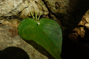 Microchirita hamosa, unifoliate individual with the macrocotyledon, one flower at anthesis and erect maturing capsules, Mae La Na cave, Thailand.