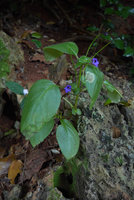 Microchirita involucrata on limestone boulder close to the sea, Railay, Krabi, Thailand