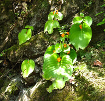 Microchirita micromusa, iflowering population on mossy rocks, Khao Yai NP, Thailand
