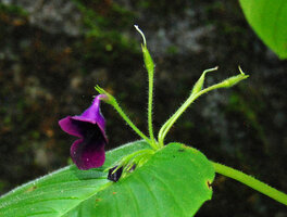 Microchirita purpurea, crested epiphyllous inflorescence, Chanthaburi, Thailand