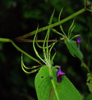 Microchirita purpurea, crested epiphyllous inflorescence, the new flowers appearing towards the leaf apex, Chanthaburi, Thailand