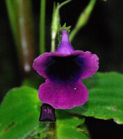 Microchirita purpurea, dark purple flower with blackish throat, Chanthaburi, Thailand