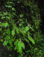 Microchirita purpurea, flowering individuals on vertical seeping rock, Chanthaburi, Thailand