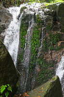 Microsorum pteropus, population carpeting a vertical rock in a waterfall, Yangtai Shan, Shenzhen, China
