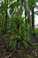 Microsorum punctatum as a low epiphyte in coastal forest, Mbambanga, Solomon Islands