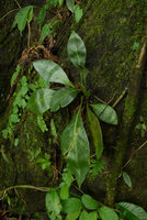 Microsorum whiteheadii on its vertical limestone habitat, Payakumbuh, West Sumatra