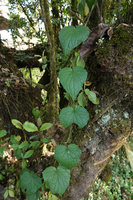 Mikaniopsis clematoides, Bale NP, Ethiopia