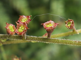 Mitella stylosa, rain splash seed dispersal from cup shaped capsular fruits on the vertical garden, Shinkansen station, Yamaguchi, Japan