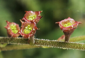 Mitella stylosa, rain splash seed dispersal from cup shaped capsular fruits, Yamaguchi, Japan