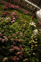 Mix of Phalaenopsis and Adiantum for the Butterfly Dance, National Theater, Taipeh, Taiwan