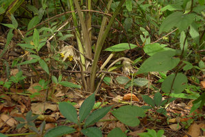Molineria (= Curculigo) capitulata with long pedunculate and recurvate inflorescence, Phu Rua NP, Thailand