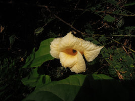Momordica cochinchinensis. female flower semi lateral view of the five petals, Fraser&#039;s Hill, Malaysia