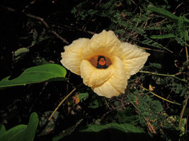 Momordica cochinchinensis. female flower with petals and bright orange stigma, Fraser&#039;s Hill, Malaysia