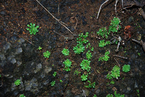 Monanthes pallens, small rosettes on humid vertical rock, Anaga, Tenerife, Canary Islands