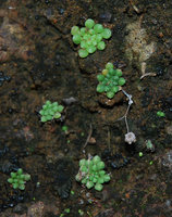 Monanthes pallens, small rosettes with old inflorescences on humid vertical rock, Anaga, Tenerife, Canary Islands