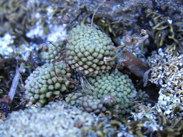 Monanthes polyphylla, La Gomera, Canary Islands