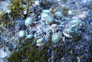Monanthes polyphylla on a mossy rock, La Gomera, Canary Islands
