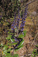Monnina salicifolia, erect flowering spikes, Manu NP, 3500 m, Peru