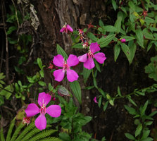 Monochaetum tenellum, Nebaj, Quiche, Guatemala