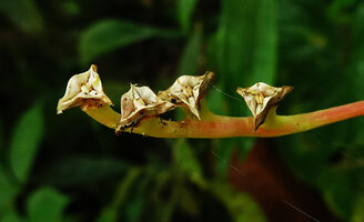 Monolena elliptica, erect mature cup shaped capsular fruits allowing rain splash seed dispersal, Mashpi FR, Pichincha, Ecuador