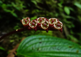 Monolena elliptica, erect maturing fleshy capsular fruits, Mashpi FR, Pichincha, Ecuador