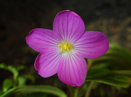 Monolena elliptica, flower at anthesis, Mashpi FR, Pichincha, Ecuador