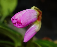 Monolena elliptica, flower just before anthesis, Mashpi FR, Pichincha, Ecuador