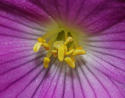 Monolena elliptica, stamens and pistil at late anthesis, Mashpi FR, Pichincha, Ecuador