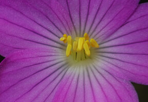Monolena elliptica, stamens at anthesis, Mashpi FR, Pichincha, Ecuado