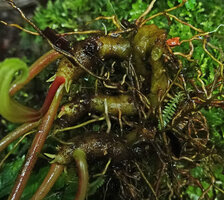 Monolena elliptica, branched tuberous base, Mashpi FR, Pichincha, Ecuador