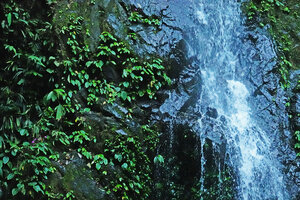 Monolena elliptica, dense population covering the vertical rock surface of a waterfall, Mashpi FR, Pichincha, Ecuador