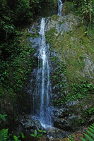 Monolena elliptica, dense population covering the vertical rocky surface of a waterfall, Mashpi FR, Pichincha, Ecuador