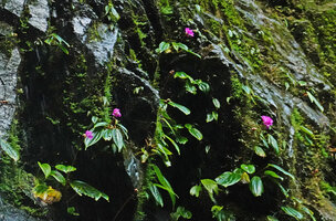 Monolena elliptica, flowering individuals on vertical seeping vertical rocks aside a waterfall, Mashpi FR, Pichincha, Ecuador
