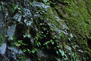 Monolena elliptica, flowering population on seeping vertical rocky surface aside the waterfall, Mashpi FR, Pichincha, Ecuador