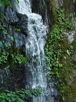 Monolena elliptica in a permanent waterfall, Mashpi FR, Pichincha, Ecuador