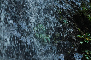 Monolena elliptica perfectly growing under the cataracts of a waterfall, Mashpi FR, Pichincha, Ecuador