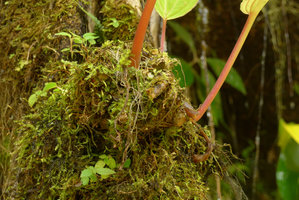 Monolena ovata, tuberous base, epiphytic on perhumid mossy branch, Villavicencio, Meta, Colombia