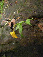 Monolophus (syn. Caulokaempferia) saxicola, flowering in its rock crack habitat, Khao Yai NP, Thailand