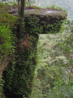 Monolophus (syn. Caulokaempferia) saxicola, flowering  on a vertical perhumid shaded rock outcrop during monsoon season, Khao Yai NP, Thailand