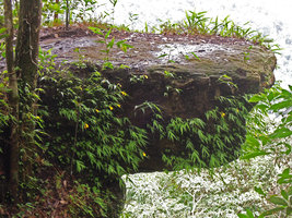 Monolophus (syn. Caulokaempferia) saxicola, flowering population on a vertical shaded rock outcrop during monsoon season, Khao Yai NP, Thailand
