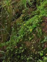 Monolophus (syn. Caulokaempferia) saxicola, flowering population on vertical mossy seeping rock, Khao Yai NP, Thailand