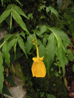 Monolophus (syn. Caulokaempferia) saxicola, flower, Khao Yai NP, Thailand