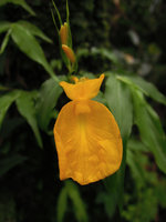 Monolophus (syn. Caulokaempferia) saxicola, flower with entire labellum, Khao Yai NP, Thailand