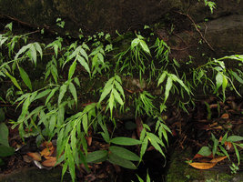Monolophus (syn. Caulokaempferia) saxicola and Xyris wallichiion vertical seeping rock, Khao Yai NP, Thailand